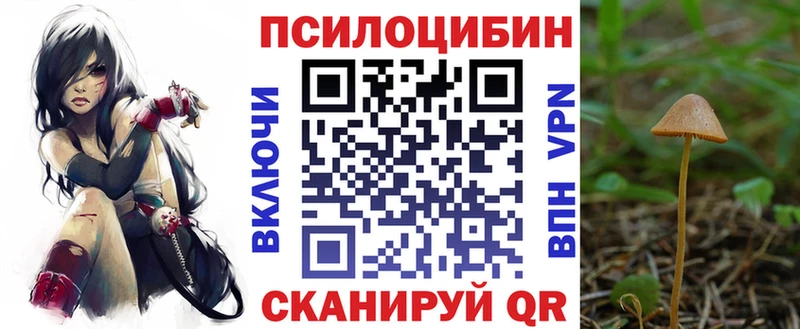Купить  Кедровый  Псилоцибиновые грибы прущие грибы 